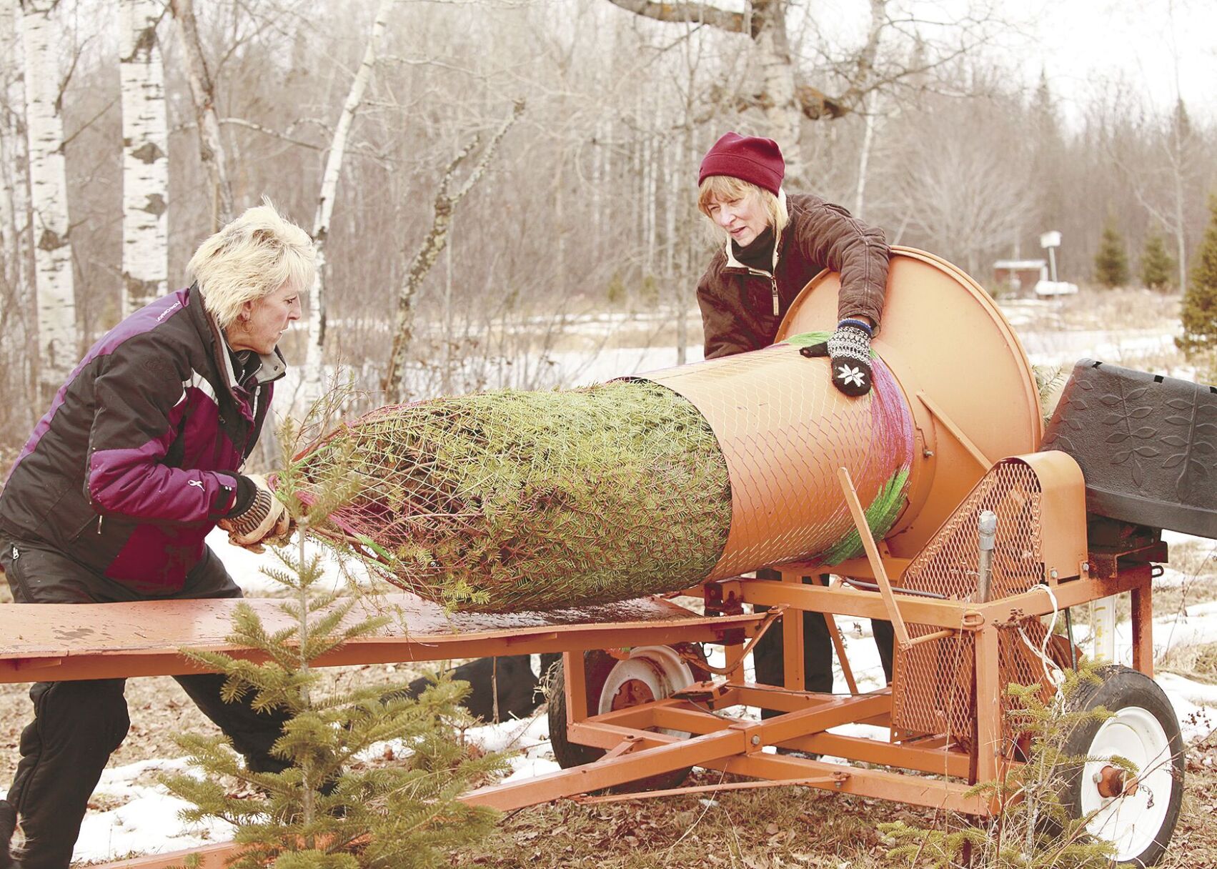 Local tree farms steeped in history